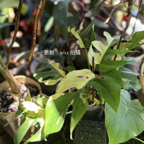 龜背芋屬|姬龜背芋（Rhaphidophora tetrasperma – 小龜背芋）。